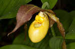 Greater yellow lady's slipper